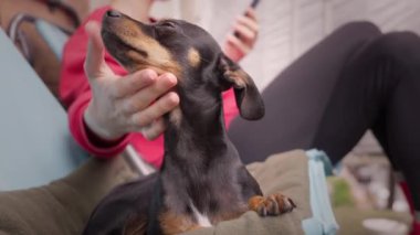 Oyuncak Terrier köpeği sahibi ile balkonda ya da terasta fil ışınlarıyla rahatlıyor, evde vakit geçiriyor. Köpek dinleniyor ve kadın telefon ekranına bakarken elini okşuyor.
