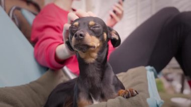 Oyuncak Terrier köpeği sahibi ile balkonda ya da terasta fil ışınlarıyla rahatlıyor, evde vakit geçiriyor. Köpek dinleniyor ve kadın telefon ekranına bakarken elini okşuyor.