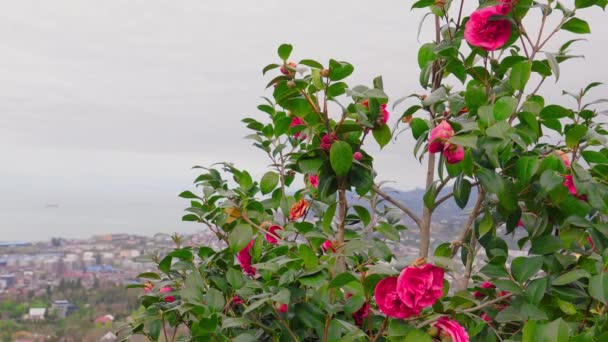Вид Высоты Птичьего Полета Батуми Солнечный День Поездка Грузию Зеленые — стоковое видео
