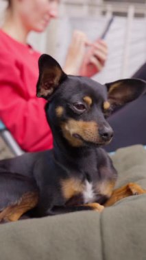 Oyuncak Terrier köpeği sahibi ile balkonda ya da terasta fil ışınlarıyla rahatlıyor, evde vakit geçiriyor. Köpek dinleniyor ve kadın telefon ekranına bakıyor. Dikey video