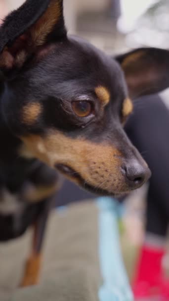 Jouet Terrier Chien Détendre Avec Son Propriétaire Sur Balcon Terrasse — Video
