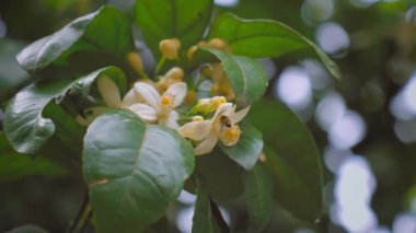 Çiçek açan mandalina ağacı. Arı nektar toplar ve çiçekleri döller. Yeşil yapraklar arasında ağaç dalları üzerinde çok sayıda beyaz çiçek. Satsuma Portakal Çiçeği, Satsuma Mandarin, Portakal Ağacı Şubesi