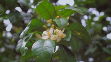 Çiçek açan mandalina ağacı. Yeşil yapraklar arasında ağaç dalları üzerinde çok sayıda beyaz çiçek. Parlak güneşte yaprakların parıltısı. Satsuma Portakal Çiçeği, Satsuma Mandarin, Portakal Çiçeği Ağacı Şubesi