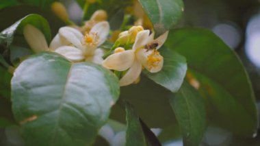 Çiçek açan mandalina ağacı. Arı nektar toplar ve çiçekleri döller. Yeşil yapraklar arasında ağaç dalları üzerinde çok sayıda beyaz çiçek. Satsuma Portakal Çiçeği, Satsuma Mandarin, Portakal Ağacı Şubesi