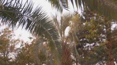 Arka planda bir palmiye ağacı. Tropik palmiye yaprağı, yaprakların arasında parlayan güneş. Güneş altında mükemmel palmiye ağacı manzarası, tropikal ve yaz arkaplanı pırıl pırıl güneş ışığı ve sönük etki yaratıyor.