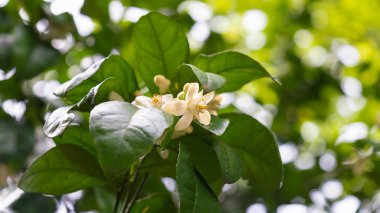 Bahçedeki çiçek açan mandalina ağacının beyaz çiçeklerine yakın plan..