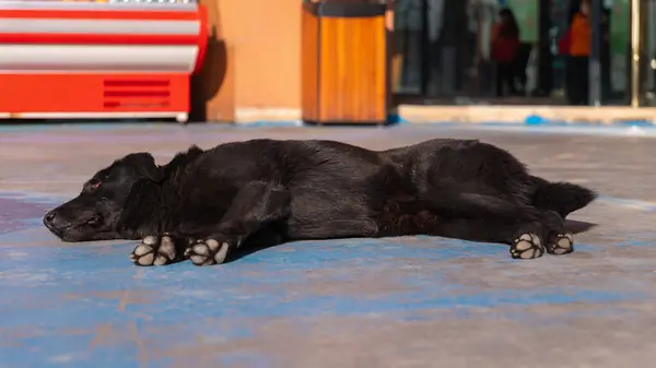 stock image Close-up of a stray black dog with a tag on his ear sleeping on the asphalt in front of a shopping center on a sunny day.