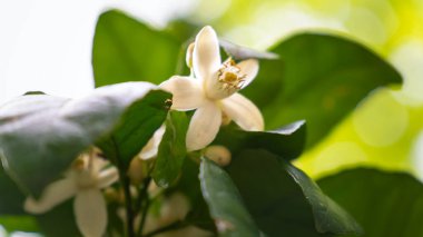 Bahçedeki çiçek açan mandalina ağacının beyaz çiçeklerine yakın plan..