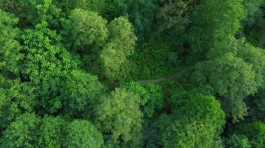Kamera, yemyeşil ormanlarla çevrili yürüyüş yolu boyunca süzülüyor. Kampçılar yakınlarda kamp yaparken doğa güzelliğinin dingin manzarasının tadını çıkarıyorlar. Mtirala Parkı