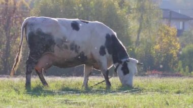 Tarladaki yemyeşil çimlerle otlayan siyah ve beyaz inekler, arka planda bulunan çiftlik binaları ve evler, pitoresk kırsal manzaralar yaratıyor.