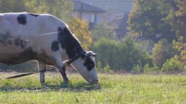 Tarladaki yemyeşil çimlerle otlayan siyah ve beyaz inekler, arka planda bulunan çiftlik binaları ve evler, pitoresk kırsal manzaralar yaratıyor.