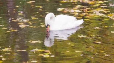 Zarif beyaz kuğu sakin gölette yüzüyor, başını sağa sola çeviriyor. Zarif kuş uzun boynunu ve turuncu gagasını sergiliyor. Huzurlu bir sahne yaratıyor.
