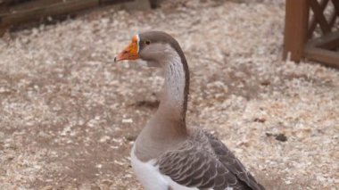 Greylag kaz odun parçaları üzerinde duruyor, başını çeşitli yönlere çeviriyor. Kuş, turuncu gagasını ve gri beyaz tüylerini sergiliyor.
