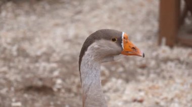 Greylag kaz odun parçaları üzerinde duruyor, başını çeşitli yönlere çeviriyor. Kuş, turuncu gagasını ve gri beyaz tüylerini sergiliyor.