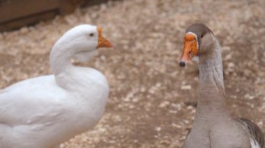 Beyaz ve gri kazlar, başlarını farklı yönlere çevirerek çitli bölgede dolaşıyorlar. Kuşlar turuncu gagalarını ve gri-beyaz tüylerini sergiliyor.