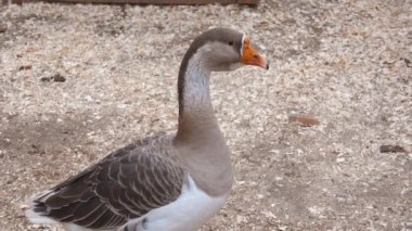 Greylag kaz odun parçaları üzerinde duruyor, başını çeşitli yönlere çeviriyor. Kuş, turuncu gagasını ve gri beyaz tüylerini sergiliyor.