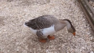 Greylag kaz odun parçaları üzerinde duruyor, başını çeşitli yönlere çeviriyor. Kuş, turuncu gagasını ve gri beyaz tüylerini sergiliyor.