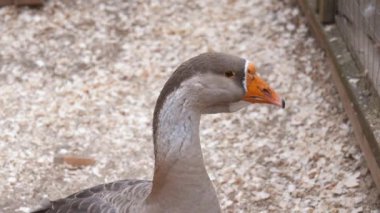 Greylag kaz odun parçaları üzerinde duruyor, başını çeşitli yönlere çeviriyor. Kuş, turuncu gagasını ve gri beyaz tüylerini sergiliyor.