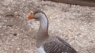 Greylag kaz odun parçaları üzerinde duruyor, başını çeşitli yönlere çeviriyor. Kuş, turuncu gagasını ve gri beyaz tüylerini sergiliyor.