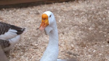 Beyaz kaz odun parçasının üzerinde duruyor, başını farklı yönlere çeviriyor. Kuş, turuncu gagasını ve gri-beyaz tüylerini sergiliyor.