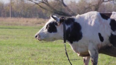 Siyah ve beyaz inek yemyeşil tarlada ot çiğner. Tasmalı inek, güneşli gökyüzünün altında canlı yeşil çimlerin üzerinde duruyor, kırsal yaşam ve tarım uygulamaları sergiliyor.