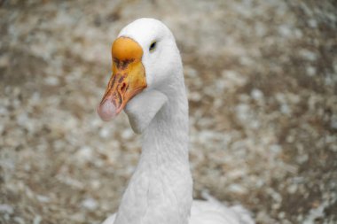 Turuncu gagalı beyaz kaz bir çiftlikte duruyor, zarif duruşunu gösteriyor ve çevreyi gözlemliyor.