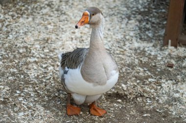 Gri ve beyaz kaz, bir çiftlikteki ahşap talaş üzerinde duruyor kırsal kesimin arka planına karşı
