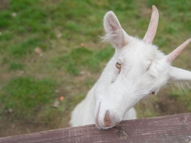 Ahşap bir çitin üzerinden başını eğen meraklı beyaz keçi, canlı yeşil bir alanda çevresini kokluyor ve keşfediyor.