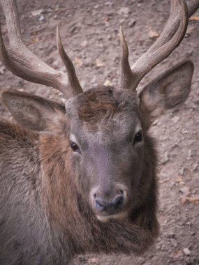 Gelişmekte olan boynuzlarını ve kendine özgü kahverengi kürkünü sergileyen genç bir geyiğin yakın çekimi bu nadir ve görkemli türün eşsiz özelliklerine büyüleyici bir bakış sunuyor. Dikey fotoğraf