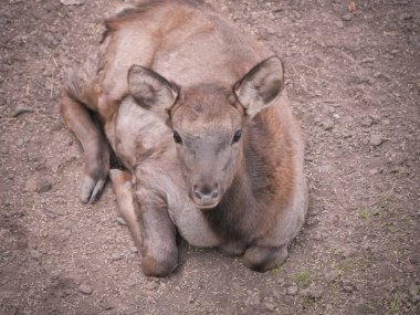 Genç dişi geyik yavrusu hayvanat bahçesinde huzur içinde dinleniyor. Yumuşak kürkünü ve nazik tavrını sergiliyor. Nesli tükenmekte olan türler için vahşi yaşam parkı sığınağı.