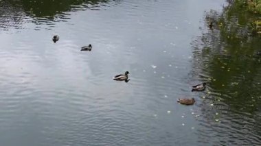 Bir grup ördek sakin göl üzerinde sakin bir şekilde yüzerek sakin su yüzeyinde hafif dalgalanmalar yaratır. Huzurlu sahne doğanın ve vahşi yaşamın güzelliğini yakalar.