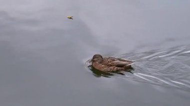 Mallard ördeği suda yüzer, küçük daireler çizerek tüylerini tımar etmek için gagasını kullanır. Kuş gösteriş yapar, dingin ortamda hafif dalgalanmalar yaratır.