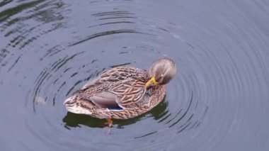 Mallard ördeği suda yüzer, küçük daireler çizerek tüylerini tımar etmek için gagasını kullanır. Kuş gösteriş yapar, dingin ortamda hafif dalgalanmalar yaratır.