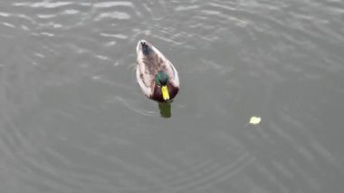Mallard ördeği suda yüzer, küçük daireler çizerek tüylerini tımar etmek için gagasını kullanır. Kuş gösteriş yapar, dingin ortamda hafif dalgalanmalar yaratır.