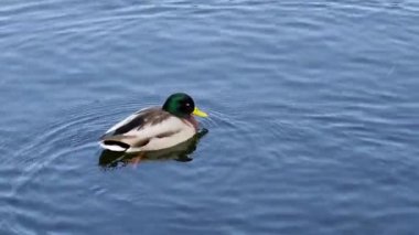 Mallard ördeği suda yüzer, küçük daireler çizerek tüylerini tımar etmek için gagasını kullanır. Kuş gösteriş yapar, dingin ortamda hafif dalgalanmalar yaratır.