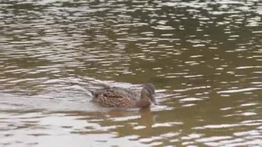 Mallard ördeği suda yüzer, küçük daireler çizerek tüylerini tımar etmek için gagasını kullanır. Kuş gösteriş yapar, dingin ortamda hafif dalgalanmalar yaratır.