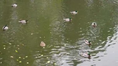 Bir grup ördek sakin göl üzerinde sakin bir şekilde yüzerek sakin su yüzeyinde hafif dalgalanmalar yaratır. Huzurlu sahne doğanın ve vahşi yaşamın güzelliğini yakalar.