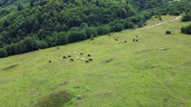 İnekler sık ormanlarla çevrili yeşil çayırlarda huzur içinde otlarlar. Bu da sakin kırsal arazinin özünü ve sakin pastoral atmosfer görüntülerini temsil eder..