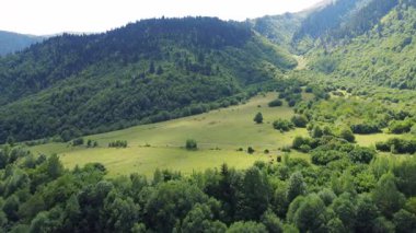 İnekler sık ormanlarla çevrili yeşil çayırlarda huzur içinde otlarlar. Bu da sakin kırsal arazinin özünü ve sakin pastoral atmosfer görüntülerini temsil eder..