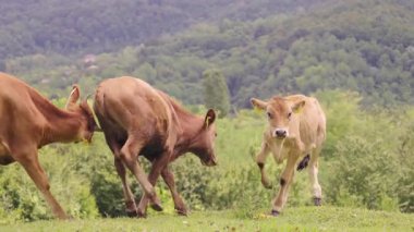 Bereketli yeşil çayırlarda otlayan inek sürüsü. Manzaralı dağ manzaralı. Huzurlu kırsal alan doğal güzelliği ve huzurlu çevreyi sergiliyor.