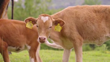 Genç kahverengi buzağılar, dingin kırsal tarım hayatı ve pastoral sükuneti temsil eden sığır sürüleriyle çevrili yemyeşil otlakların arasında huzur içinde otlarlar. Kameraya bakıyorum..