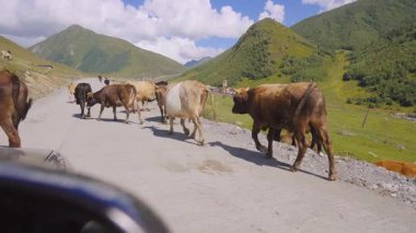 Çok sayıda inek dağ yolunda özgürce yürüyor, yeşil tepelerin arkaplanına ve Georgia 'daki açık mavi gökyüzüne karşı pitoresk bir manzara yaratıyorlar.