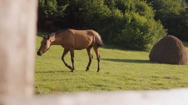Kahverengi at huzur içinde yemyeşil çayırlarda otluyor, yakınlarda saman yığını, kırsal ahşap çitlerle çevrili, sakin kırsal alan yaratıyor.