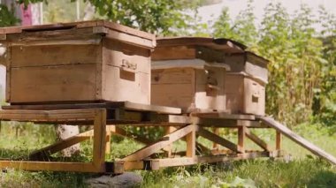 Berrak yeşil çayır içindeki sarı desteklerin üzerinde dinlenen ahşap arı kovanları, parlak yaz kırsal bölgelerinde geleneksel arıcılık uygulamalarını vurguluyor.