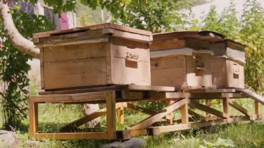 Berrak yeşil çayır içindeki sarı desteklerin üzerinde dinlenen ahşap arı kovanları, parlak yaz kırsal bölgelerinde geleneksel arıcılık uygulamalarını vurguluyor.