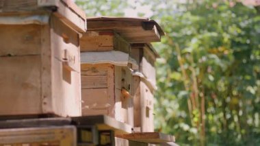 Berrak yeşil çayır içindeki sarı desteklerin üzerinde dinlenen ahşap arı kovanları, parlak yaz kırsal bölgelerinde geleneksel arıcılık uygulamalarını vurguluyor.