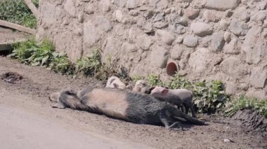 Benekli domuz domuzlarını çeşitli pozisyonlarda besler, taş duvar çiftliğinde yatar ve oturur. Domuzcuklar annelerinden süt içerler..