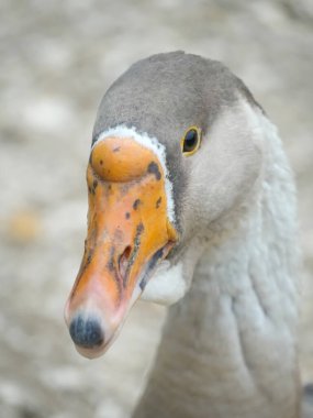 Stunning close-up of a majestic greylag goose with vibrant orange beak and dark eye, standing gracefully in its natural habitat, showcasing the essence of wildlife in its purest form clipart