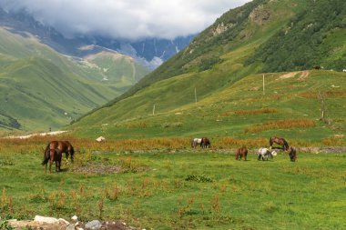 Atlar görkemli kafkas dağlarının altındaki yeşil bir çayırda huzur içinde otluyor doğanın sakinliğinin tadını çıkarıyor ve güzel bir manzara yaratıyorlar.