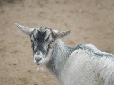 Gri ve siyah kürklü genç keçi kumlu zeminde duruyor, büyüleyici bir kırsal zemin üzerine kurulmuş, doğayla dolu hoş bir çiftlik ya da hayvanat bahçesi atmosferini anımsatıyor.
